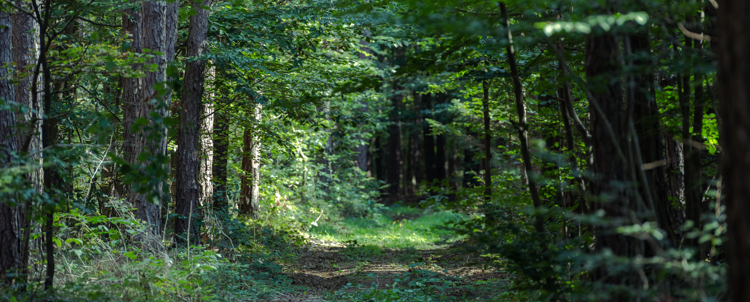 Diözese St. Pölten